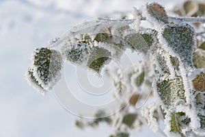 Birch leaves covered with hoarfrost and snow in freezing weather