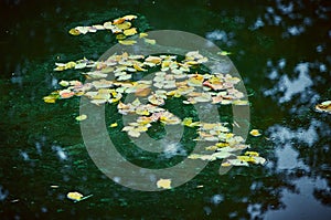 Birch leaves lying on the surface of the water