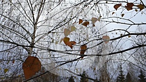 Birch leaves oscillate in the wind