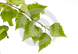 Birch leaves of the tree.