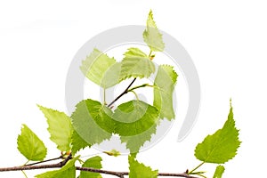 Birch leaves of the tree.