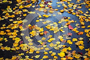 Birch leaves on wet asphalt - autumn sadeness background with selective focus and blur