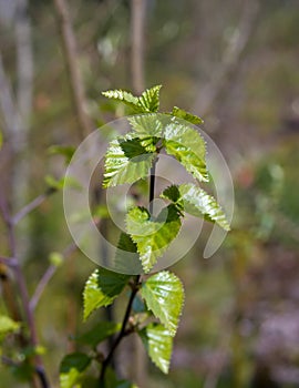 Birch leaves