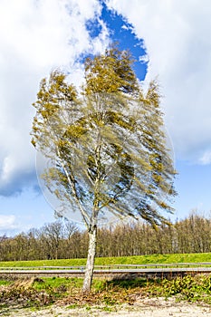 Birch on a levee in Usedom