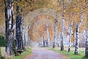 Birch lined Autumn path in the Alpine countryside