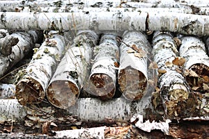 Birch logs in autumn forest