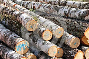 Birch Logs Detail