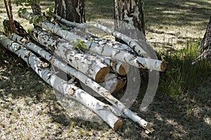 Birch logs felled trees