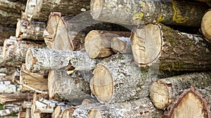 birch logs. a lot of firewood, fallen trees, a lot of logs are lying on the ground in the nature of a sawmill