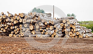 Birch logs ready for transportation