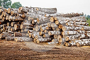 Birch logs ready for transportation