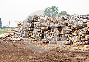 Birch logs ready for transportation