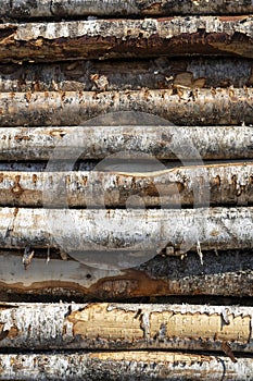 birch logs in rows. the trees are stacked with stacks. timber