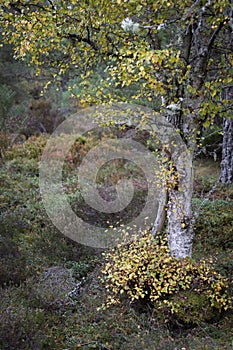 Birch and Moorland in the Highlands of Scotland