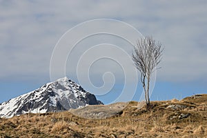 Birch ,mountains and cloudy sky