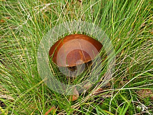 Birch mushroom, the Karelian margin