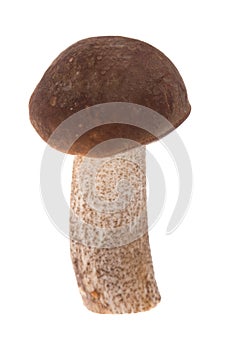 Birch mushroom (Leccinum scabrum)