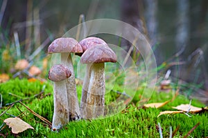 Birch mushrooms Leccinum scabrum