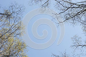 Birch and oak spring branches on blue sky
