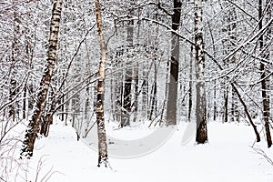 birch and oak trees in snowy forest in winter day