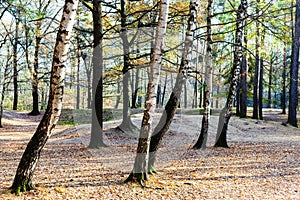 Birch and oak trees in urban park in autumn