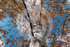 Birch in orange foliage against a blue sky. Bottom view