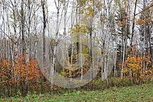 Birch and other trees along a grassy path through the forest in Nova Scotia in late October with the changing colors