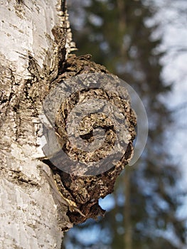 Birch outgrowth grows on a trunk