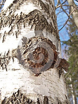 Birch outgrowth grows on a trunk