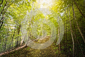 Birch pathway with penetrating sunlight photo