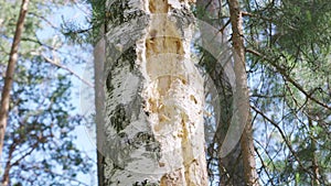 A birch pecked by a woodpecker.