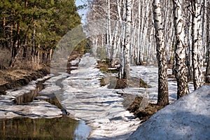 Birch and pine forest in early spring. Early spring forest. First warm days.