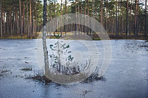 Birch and a pine in the middle of frozen lake.