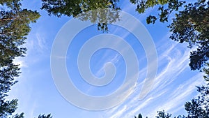 Birch and pine trees grow in the city park. Their crowns rise high into the blue sky. Feathery clouds float across the sky. Sunny