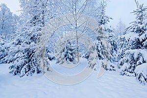 Birch and pine trees in the winter forest