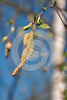 Birch Pollen