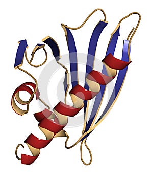 Birch pollen allergen protein Bet V1, 3D rendering. Cartoon repr