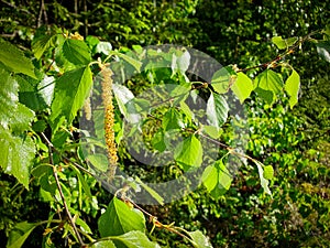 Birch pollen in springtime