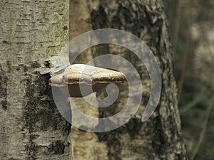 Birch Polymore on a Tree photo