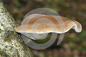 Birch Polypore