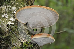 Birch Polypore