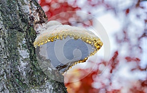 Birch polypore on a birch tree close-up