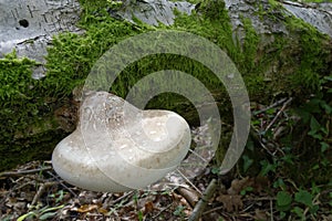 Birch Polypore Bracket Fungi