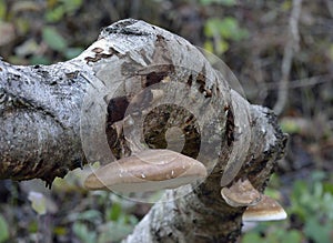 Birch Polypore Bracket Fungi