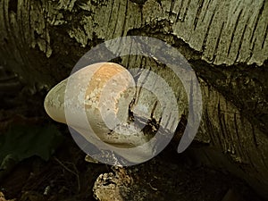 Birch polypore on a dead tree trunk