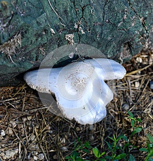 Birch Polypore Fungus