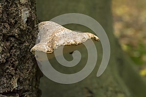 Birch Polypore fungus on tree