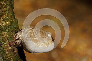 Birch Polypore Mushroom Growing on a Birch Tree Trunk.