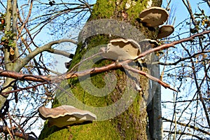 Birch polypore mushrooms