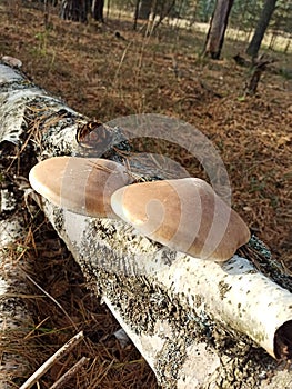 Birch polypore mushrooms attached to a fallen birch trunk. Tinder fungus. Piptoporus betulinus.
